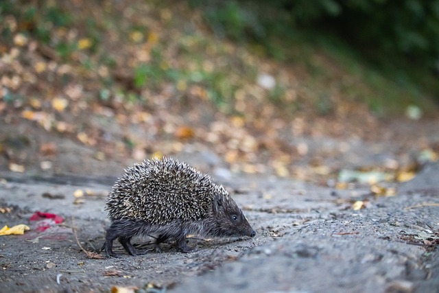葡萄牙人创 葡萄牙人创